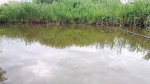 Вечерняя Рыбалка на 38 минут! Пруд, Ставок для ловли карпа, сазана и карася. #рыбалка #пруд #ловля