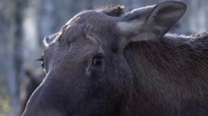 Сход жителей поселок Камешек Междуреченского городского округа (Кузбасс)