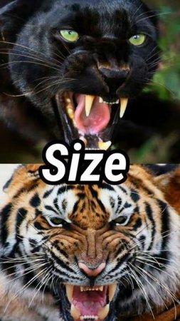 Black Panther vs Siberian Tiger Jaugar black panther vs Siberian Tiger||  @AnimalFacts972#short