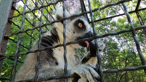 Крым ,  Парк львов Тайган