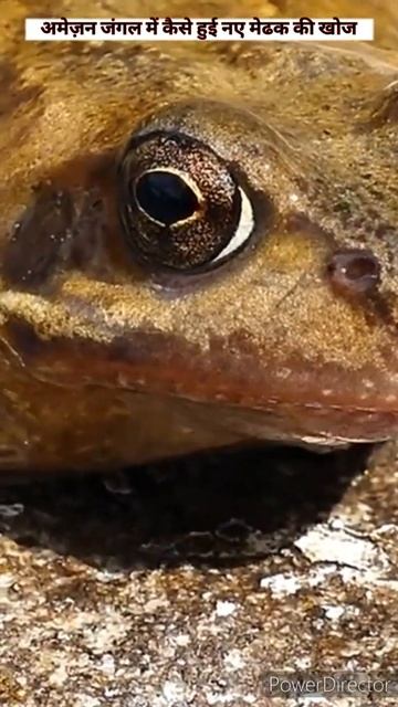 अमेज़न! 😱😵जंगल में कैसे हुई नए 🐸 मेढक की खोज!! #A2motivation #facttechz #shorts #facts #Amazonforest