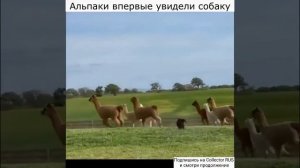 Альпаки впервые увидели собаку