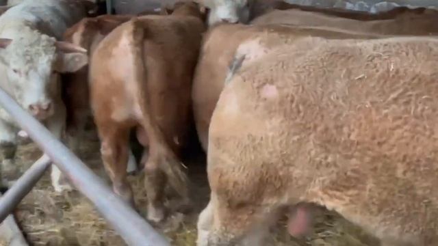 Абердин-ангус, Шароле, Лимузин, Симментал, Герефорд, ва Белгиум-блу, зотлари +998917703399