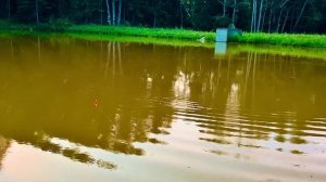 Поклёвка сома на ОзереFF