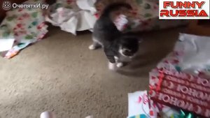 Кошки и коты чудят