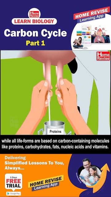 The Carbon Cycle | Part 1