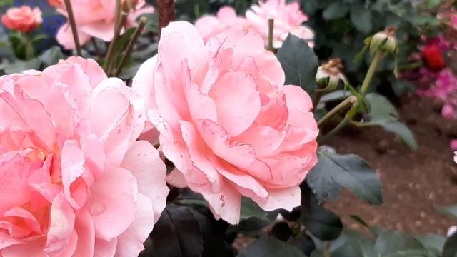 Роза Jardins de France (Флорибунда, Meilland, Франция, 1998) 26.08.2023