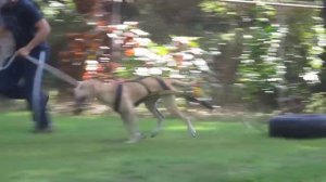 Weight pull dog training (Anatolian sheperd)