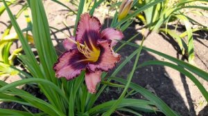 Лилейник Purple Flame (от Поиска) 24 июля 2022 г.