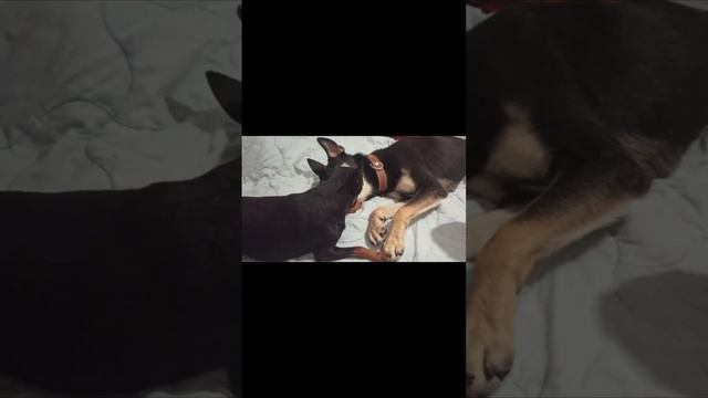Собачья суета