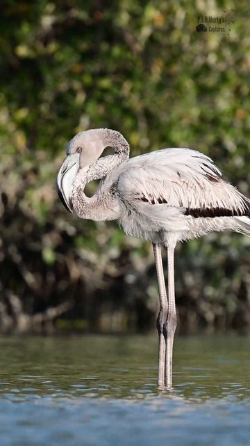 Black & White Flamingo - Strange way of Sleeping  #youtubeshorts #nikonwildlife #pvrmurtyscaptures