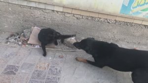 Гордая прелесть не сдаётся
