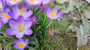 Пчёла на крокусах 22.02.2022
1000052761.mp4