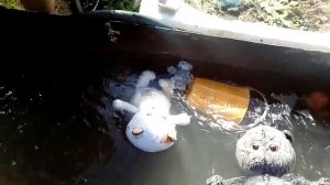 Басики купаются конечно после этого я их в стералке постирала