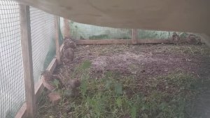 ПОСТРОИЛА ЗАГОН для перепелок. ТУШКА камерунского КОЗЛИКА в 1,5 месяца. СОБИРАЮ первый УРОЖАЙ