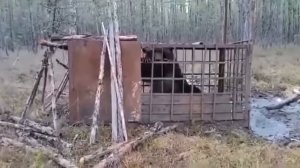 Медведь людоед еде