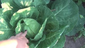 Деревенская жизнь - как она есть. Свинья в охоте, кот в шоке, огородные работы