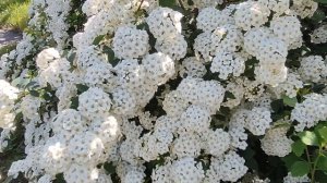 Ветреный холм 111, 112, 113, 114, 115 серия русская озвучка | Зейнеп боится Халиля