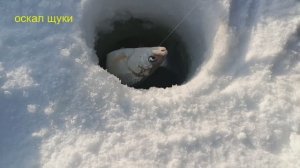 Рыбалка на сига в глухозимье. Жерлицы.
