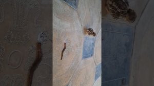 ЧУЧАИ КАБКи Имсола  || Цыпленок КУРОПАТКИ || Yavru Keklik sesi || Chick Partridge