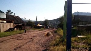 2017 07 08 Конь и журчалка. Усть-Кут