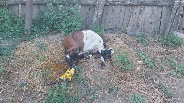 🎉РОЖДЕНИЕ камерунских 🐐, ПЕРЕРАБОТКА свинного МЯСА, УБОРКА с ПОМОЩНИКАМИ 🐷