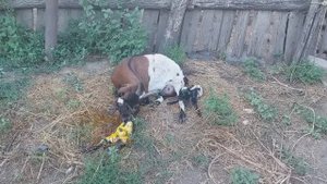 🎉РОЖДЕНИЕ камерунских 🐐, ПЕРЕРАБОТКА свинного МЯСА, УБОРКА с ПОМОЩНИКАМИ 🐷