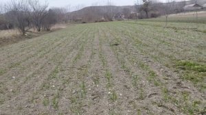 прополка чеснока мототяпкой и штригельной бороной