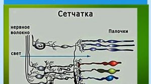 Физиология зрения для оптометристов   www.youtube.com/@Shar3230  Евгений Мухаметшин