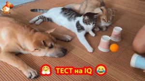 Тест на IQ проходят кошки и собака ❣️😍🤗