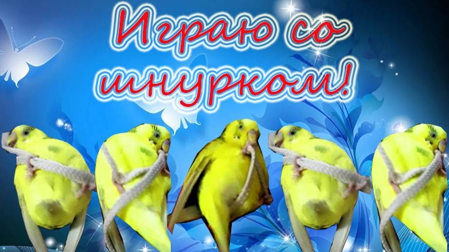 Попугай на спине! Как попугай переворачивается на спину во время игры)