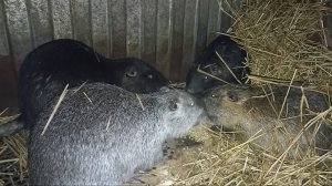 Что НУТРИИ постоянно ищут в каше? 28.01.25.