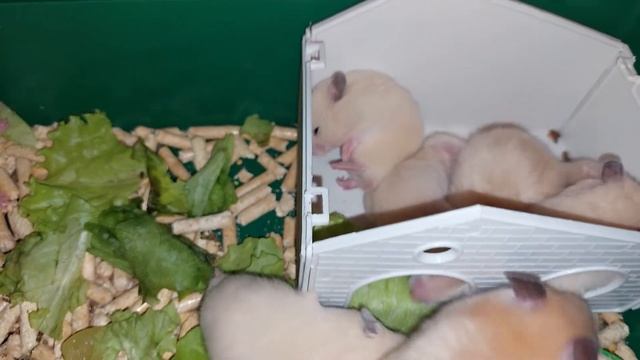 ХОМЯЧКАМ 27 ДНЕЙ (HAMSTERS ARE 27 DAYS OLD)