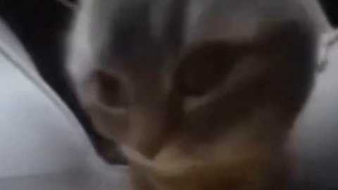 Chipi chipi chapa chapa 1 hour (час)