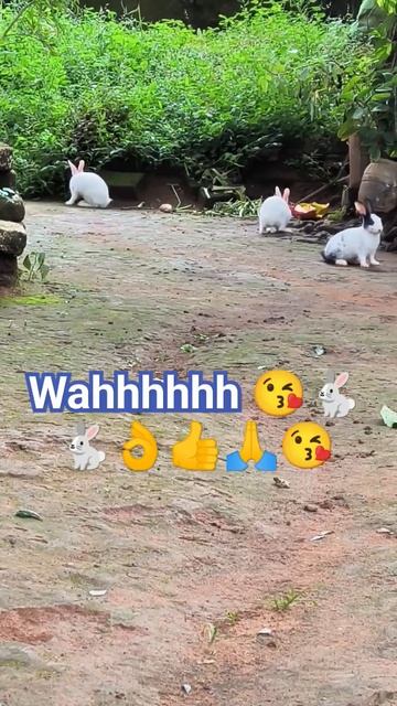 #sonysab @rabbitfam 🐇🐇😘😘👌👍🙏🤣