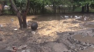 ПЛОХАЯ ЖИЗНЬ В ДЕРЕВНЕ! Затопило, сено испортилось, не все козлята выжили