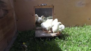 Цыплята 1й день на улице