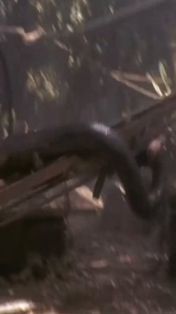 #Anaconda.......Very Scary Scene