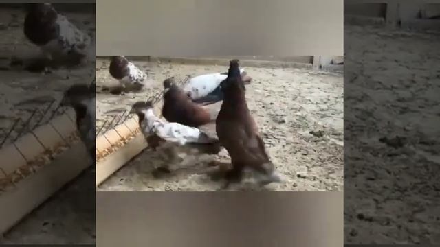 Андижон кабутарлари клуби Клуб Андижанские голуби Andijan pigeons الحمام انديجان