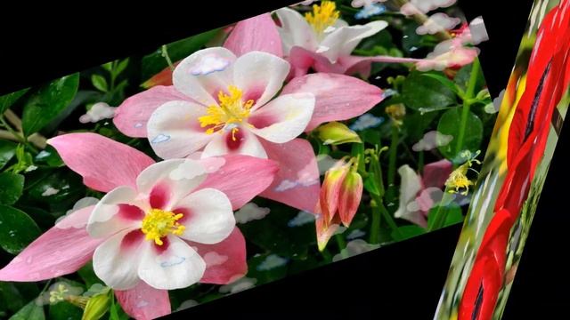 ДЕНЬ НА ДВОИХ исп. Наталия Муравьева Песни 60-70 годов о любви Ретро Красивые цветы Песенка твоя