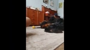 🐾Повторяем формы прыжка известных квадроберов//Форма Опал//Читаем описание//