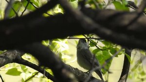 Пение славки черноголовки