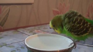 Волнистый попугайчик купается