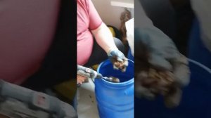 Очистка кедровой шишки шуруповерт