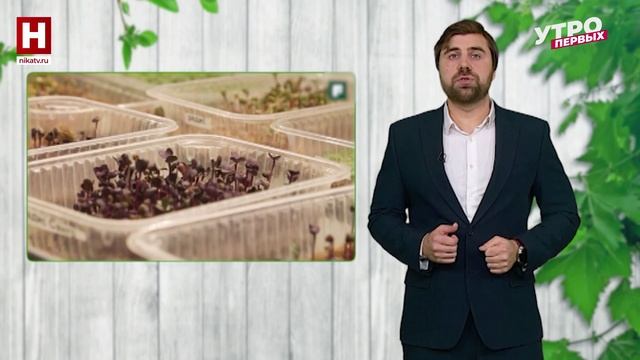 Что такое микрозелень