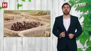 Что такое микрозелень