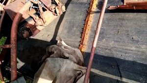 Картофелеуборочный комбайн  ККУ-2А-Дружба за 220т.р.
