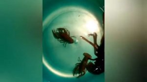 Как отличить пол рака?