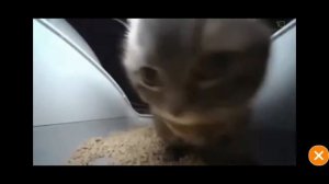 Моя первая трансляция-чипи чипи чапа чапа 10 часов безумие