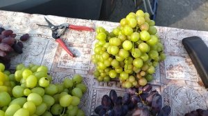 Реализация винограда.